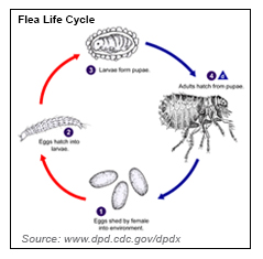 flea cycle breaking