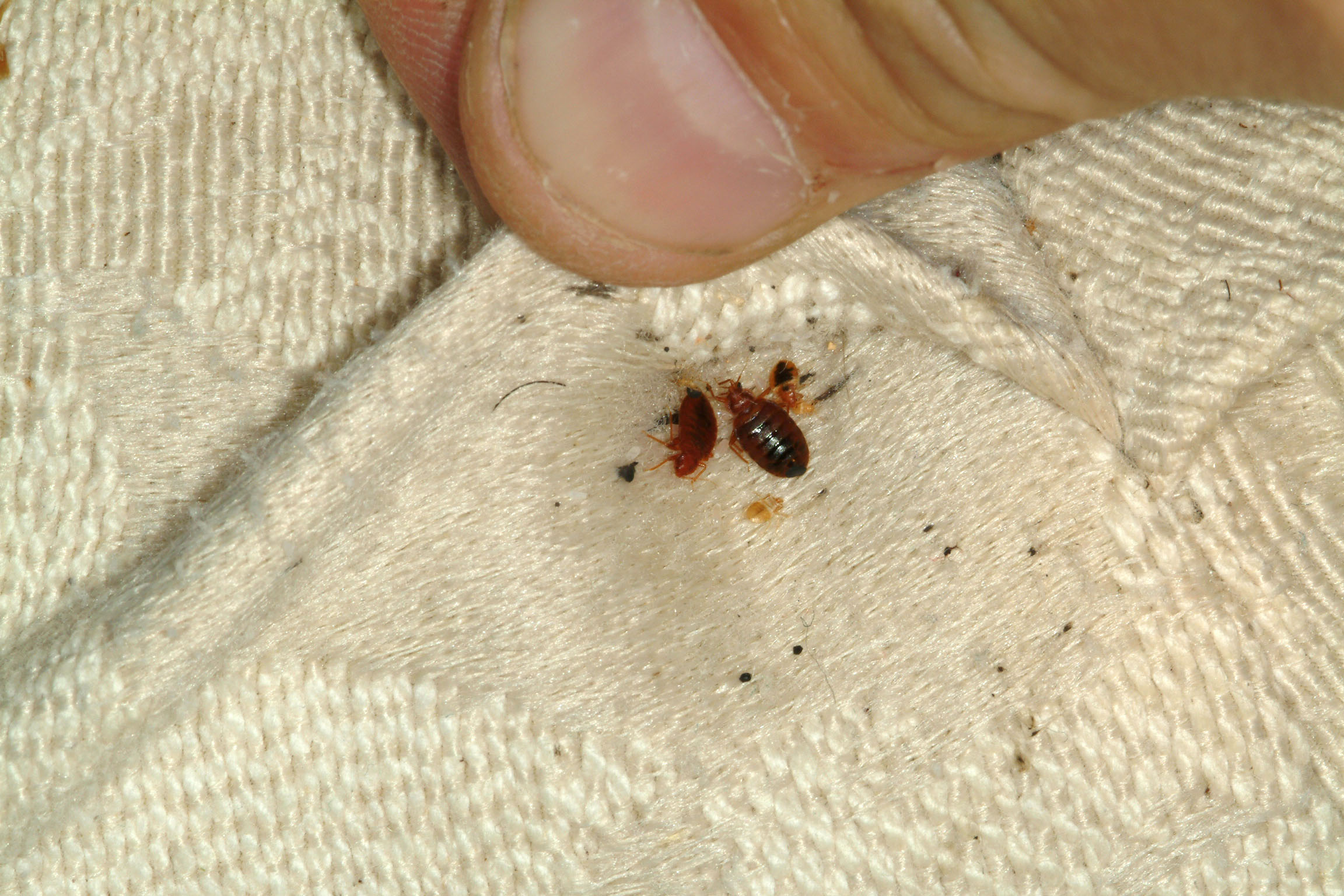 Bed Bug Exterminator New Jersey