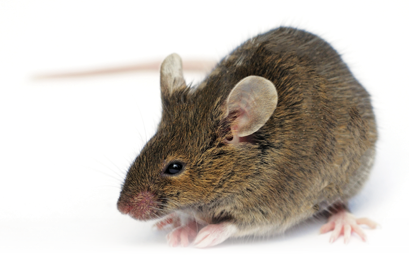 10 Reasons Why House Mice Thrive - PCT - Pest Control Technology