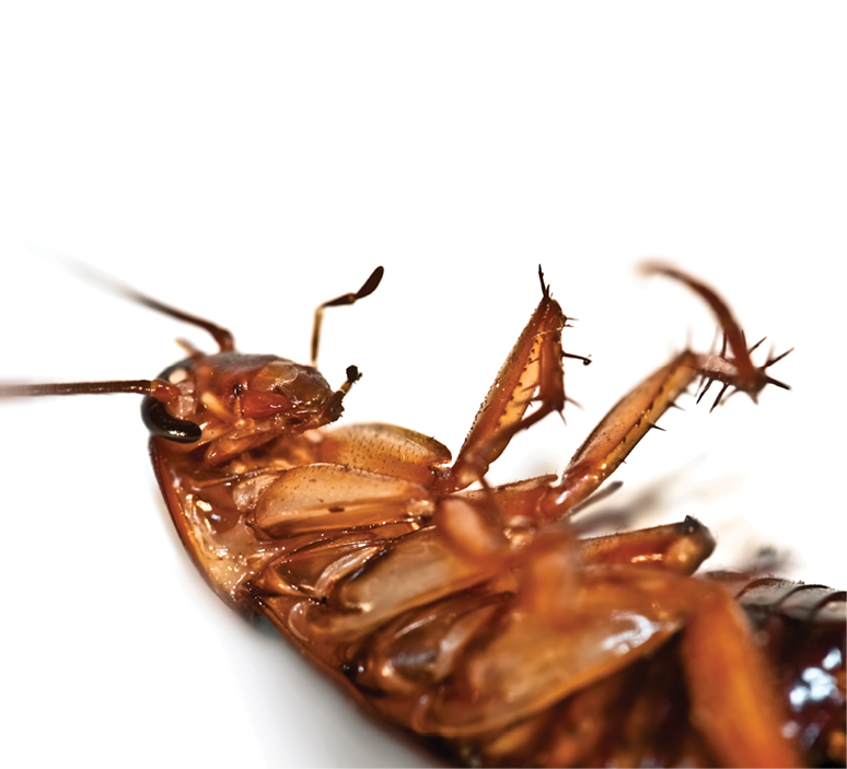 American Cockroach Horror Story Pct Pest Control Technology