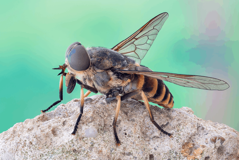 76 HD Do Horse Flies Have A Stinger - insectza
