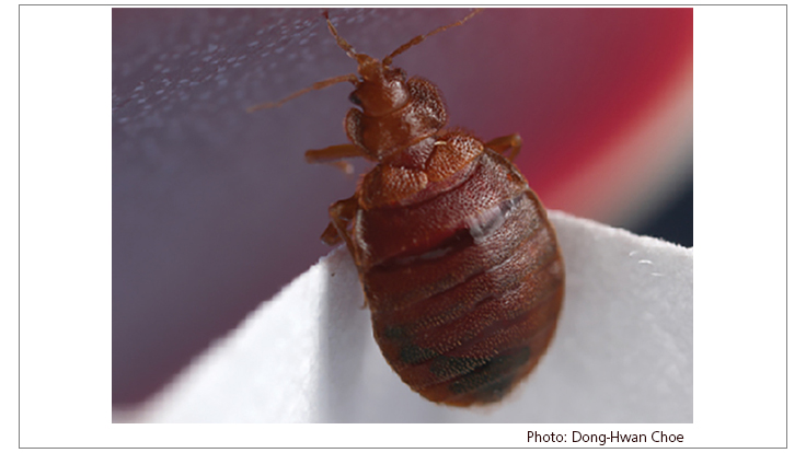 Bed Bugs Have Developed Resistance to Neonicotinoids, Researchers Report