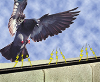 Newly Patented Technology on Bird Jolt Track