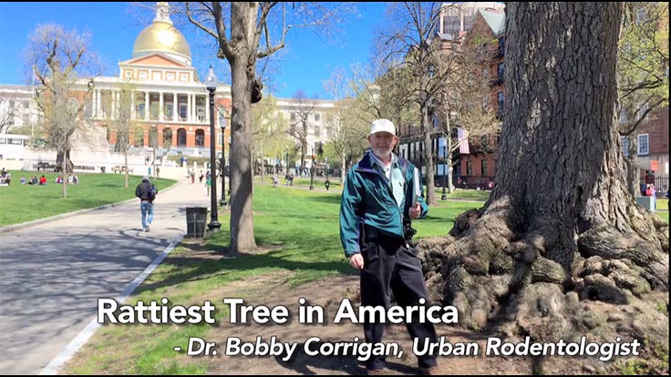 Video: America's Rat Tree