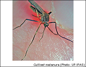 UF/IFAS Mosquito-Feeding Study May Help Stem Viruses
