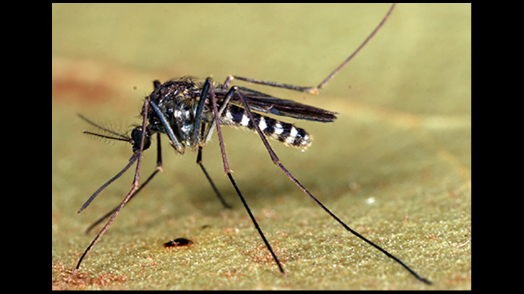 Mosquitoes May Play Key Role in Transmitting EEE in the Southeast