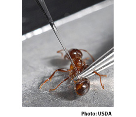 On the Trail of Fire Ant Pheromones