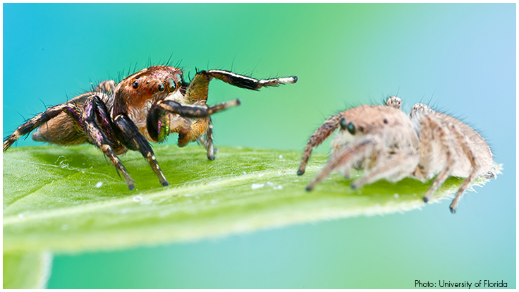 Male Jumping Spiders Court Whomever, Whenever; Females Decide Who Lives, Dies