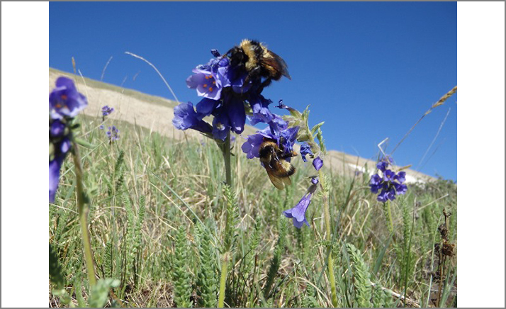Bee Buzzes Could Help Determine How to Save Their Decreasing Population
