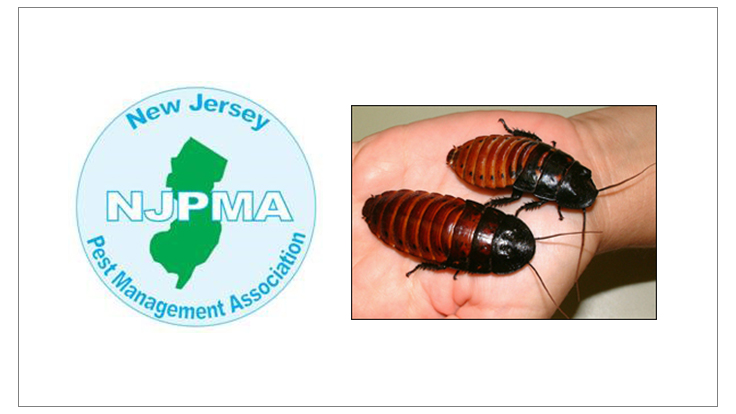 ‘Romney’ Cockroach Beats ‘Obama’ Cockroach in NJ Derby