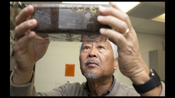 Neighboring Termite Colonies Re-Invade, UF Research Shows