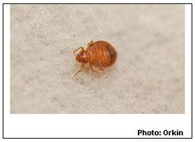Chicago Tops Orkin's List of 'Bed Bug Cities' for 2014