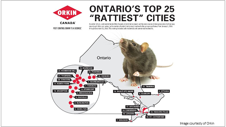 Orkin Canada Lists Ontario's Rattiest Cities