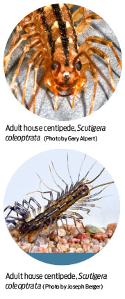 do silverfish turn into centipedes