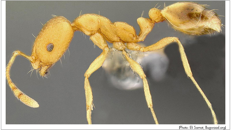 Tracking and Eliminating the Elusive Pharaoh Ant