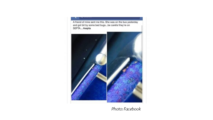 Photo of Bed Bug on Philly Bus Goes Viral