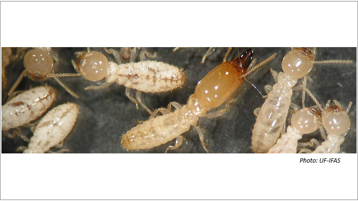 UF Study: If Termites Eat Bait for One Day, They Die Within 90