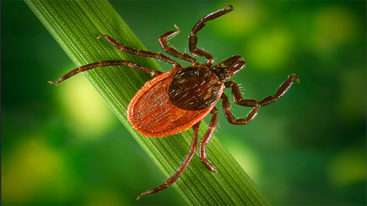 Expect Increase in Tick-Borne Powassan Virus, Experts Say