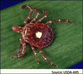 Tick Bites Make Some People Allergic to Red Meat