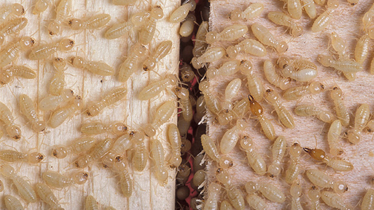 Researchers Examining What 'Wood' a Termite Prefers