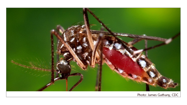 Scientists Scramble to Halt Spread of Zika into the U.S.