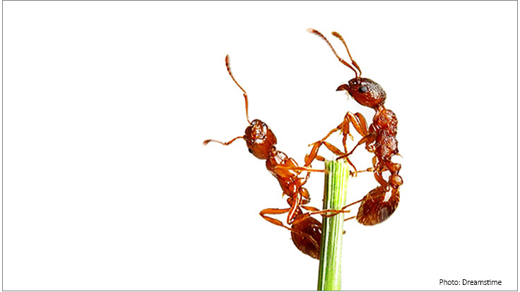 New Research Provides Insights into How Ants Communicate