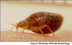 A Look at Bed Bug Look-Alikes