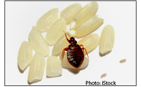 Scientists Discuss How Bed Bugs 'Shrug off' Pesticides