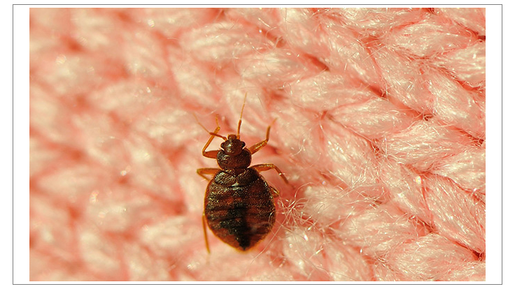Bed Bug-Weary Clippers Change Oklahoma City Hotels