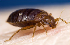 Study Reveals Seasonal Pattern for Bed Bug Infestations