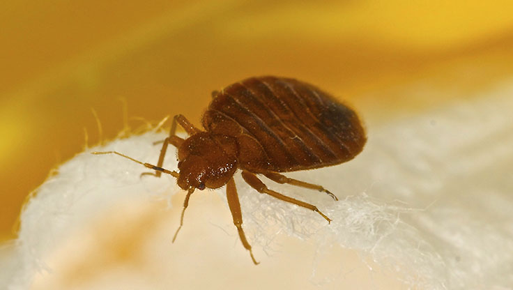 Researchers Testing Fungal Biopesticide for Bed Bug Control