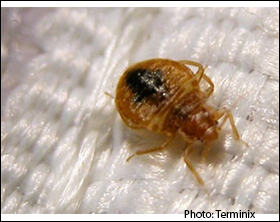Terminix Lists Cities with Highest Increases in Bed Bug Activity