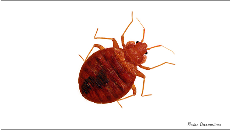 Study Proves Bed Bugs Can Induce Potentially Deadly Systemic Reactions in Humans