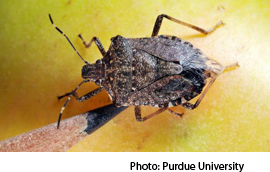 Stink Bugs Spread Throughout Mid-Atlantic, Midwest States