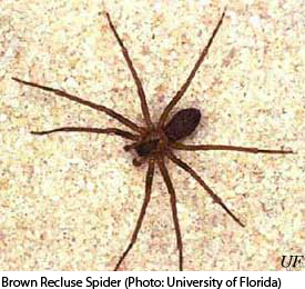 Boy Dies From Brown Recluse Spider Bite