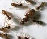 Hairy Crazy Ants Invade the U.S.