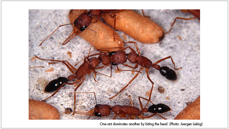 New Research Provides Clues into Ant Communication