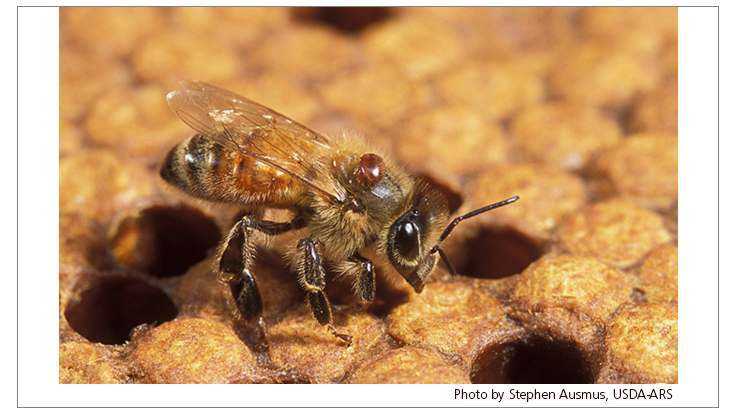 S.C. Mosquito Spraying Results in Honeybee Deaths