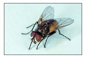 Delivering a Virus that Gets Rid of House Flies