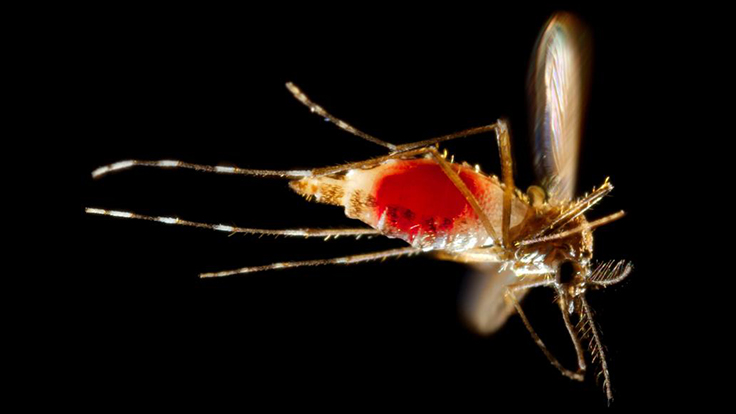 Study Links Zika Virus to Brain Inflammation