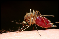 UCR Studies Birth Control for Mosquitoes