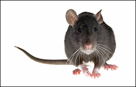 Study Examines Disease Potential of NYC's Rats