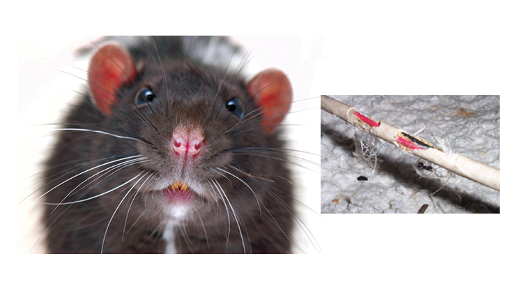 Annual Rodent Control Issue] Why Do Rodents Gnaw? - Pest Control Technology
