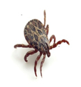 Warm Spring May Lead to High Tick Numbers, Modern’s Peaslee Says