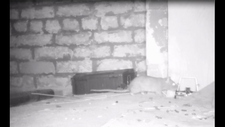 Video: Trap-Shy Rodents