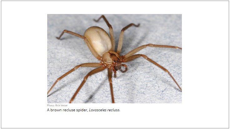 New Guide Provides BMPs for Integrated Pest Management of the Brown Recluse Spider