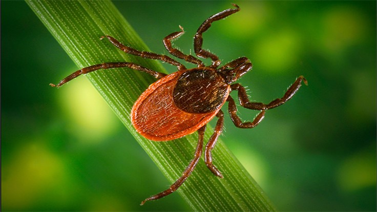 Tick Control Program Reveals High Level of Infection in White-Footed Mice