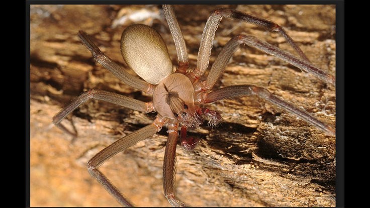 Rose Pest Solutions Offering $300 for a Brown Recluse Spider Found in Michigan