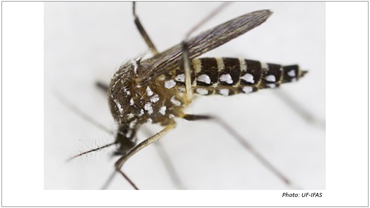 UF Researchers Zero in on Potential Threat of New Mosquito Virus