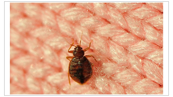 Couple Claims They Got Bed Bugs from Florida Mall